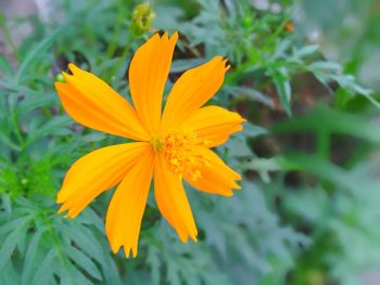 Close-up of orange flower