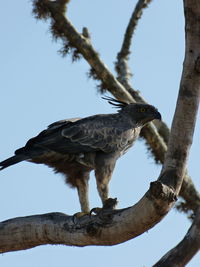 Low angle view of eagle perching on tree