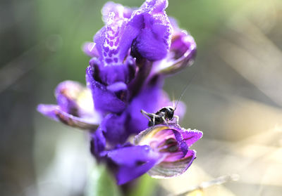 Close-up of insect on purple flower