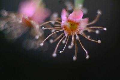 Close-up of honey bee on flower