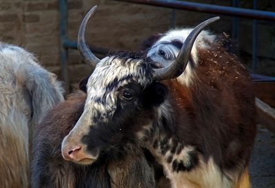 Close-up of a horse