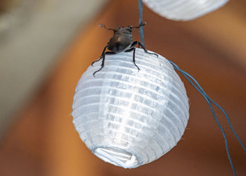 Close-up of insect on the wall