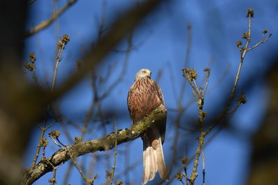 Low angle view of red kite perching on tree