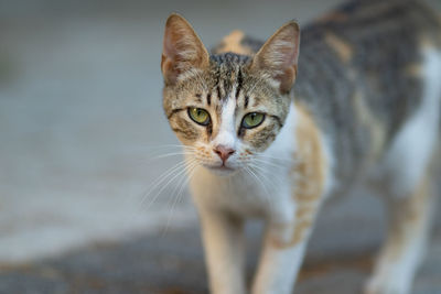 Close-up portrait of tabby cat