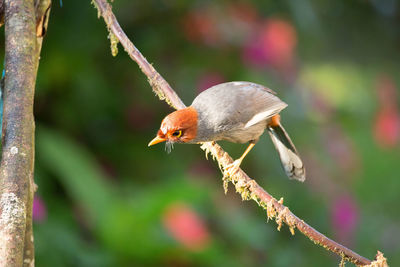 Close-up of bird perching on branch