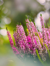 Close-up of pink flowering plant