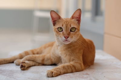 Close-up portrait of ginger cat resting on floor