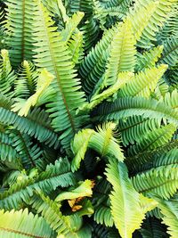Full frame shot of fern leaves