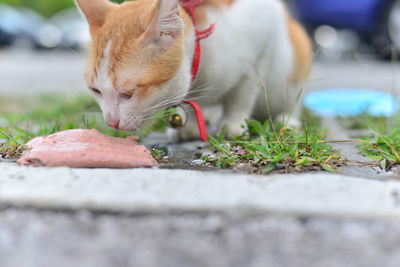 Close-up of cat eating plant