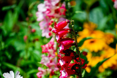 Close-up of pink flowers