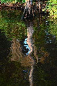 High angle view of trees by lake