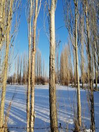 Bare trees on snow covered land against sky