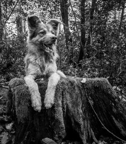 Dog sitting in a forest