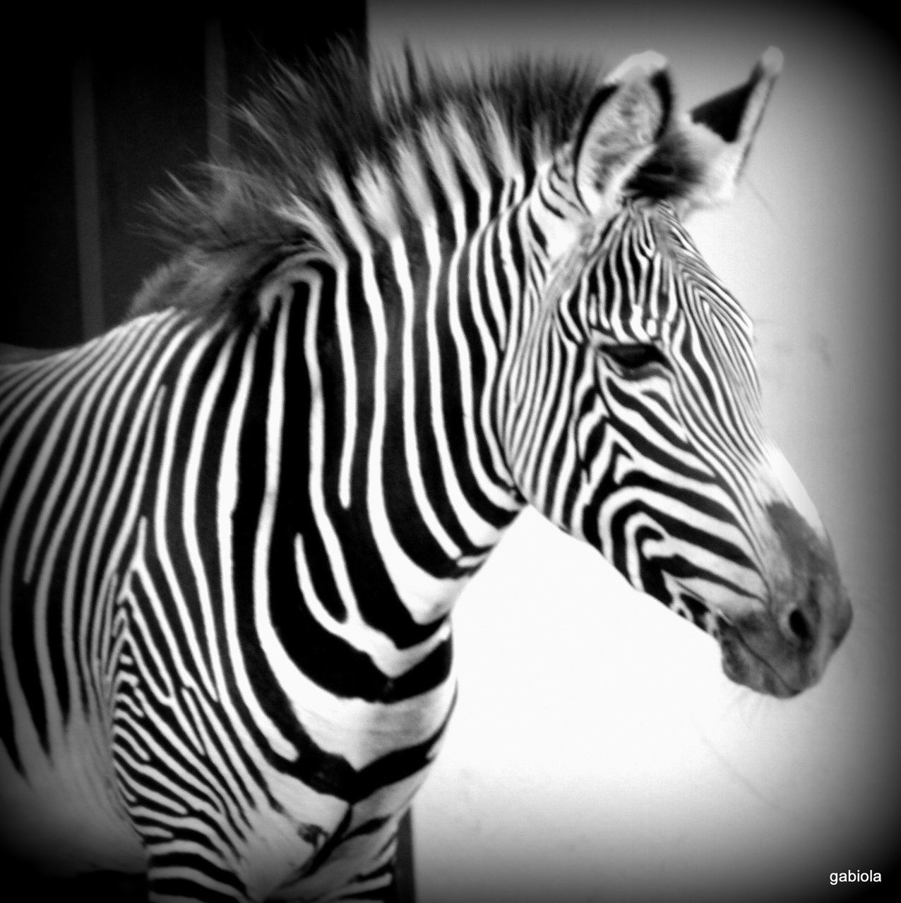 CLOSE-UP OF ZEBRA ON WHITE BACKGROUND