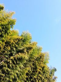 Low angle view of trees against clear blue sky