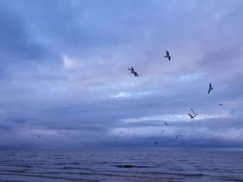 Low angle view of birds flying over sea against sky