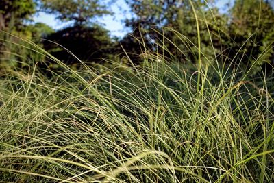 Close-up of grass growing on field