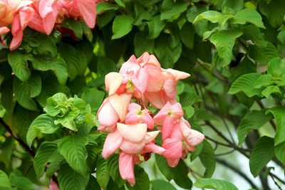 Close-up of pink roses