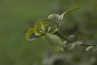 Close-up of grasshopper on plant