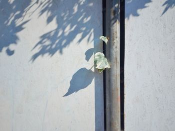 Close-up of flower on glass window