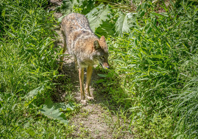 Side view of animal walking on grass