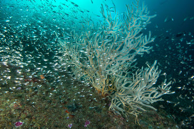 Fish swimming in sea