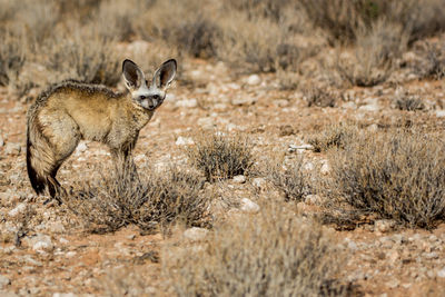 Portrait of bat-eared fox on grass