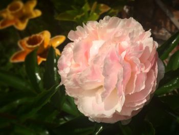 Close-up of pink rose flower