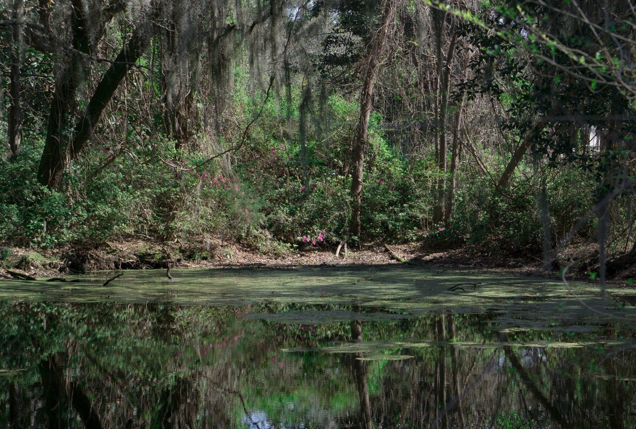 nature, tree, growth, tranquility, plant, beauty in nature, forest, tranquil scene, outdoors, non-urban scene, water, scenics, no people, green color, day, grass, bamboo grove, lush - description