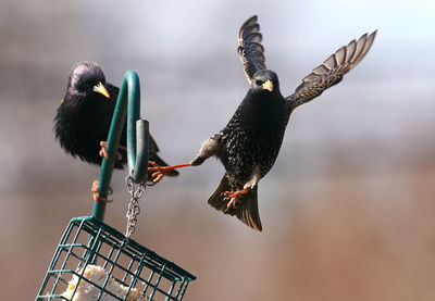 Starling feeds at the suet feeder