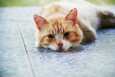 Portrait of ginger cat on floor