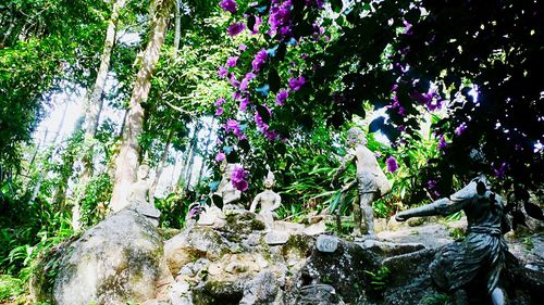 Flowers growing on tree