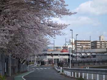 View of cherry along canal