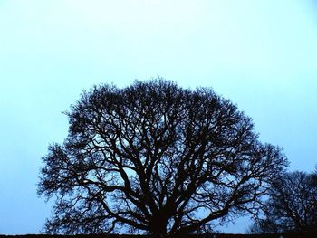 Low angle view of bare trees against clear sky