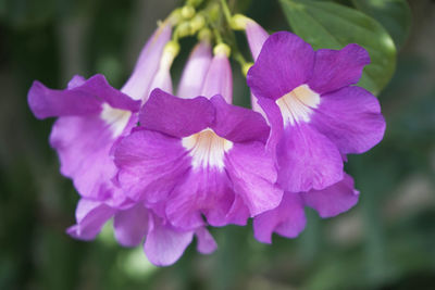 Close-up of purple flowering plant