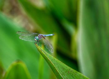 Close-up of dragonfly on leaf
