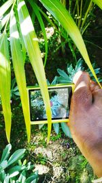 Close-up of person hand on plant