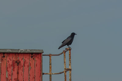 Low angle view of bird perching on metal against sky