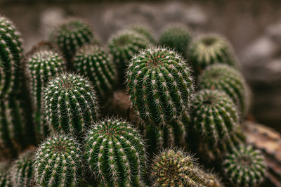 Full frame shot of plant