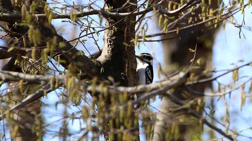 Low angle view of woodpecker bird perching on bare tree