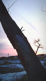 Low angle view of silhouette tree against sky during sunset