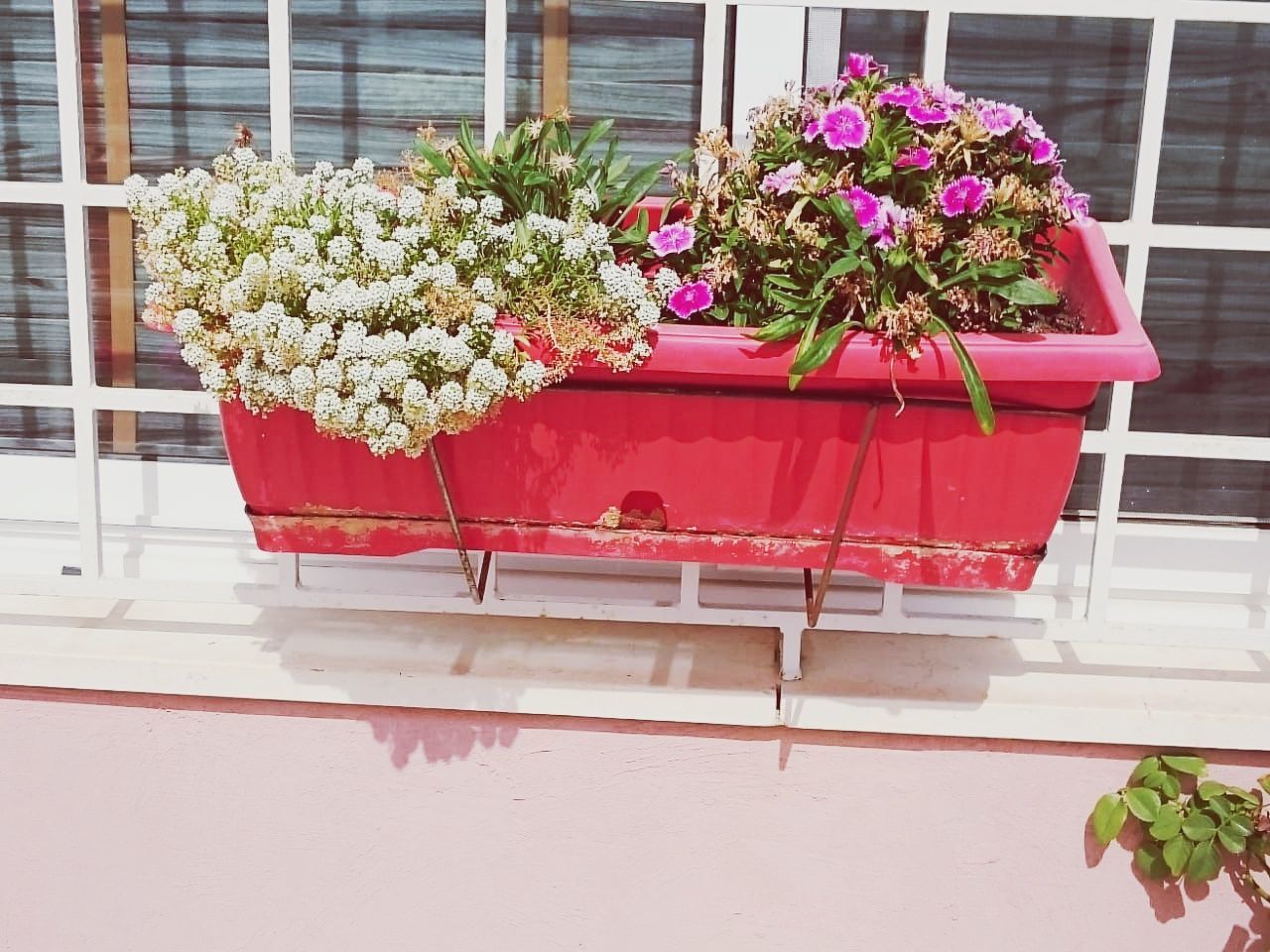 flowering plant, flower, plant, nature, potted plant, fragility, architecture, vulnerability, growth, built structure, beauty in nature, window, freshness, no people, day, building exterior, pink color, outdoors, flower pot, wall - building feature, window box, flower head, flower arrangement, bouquet