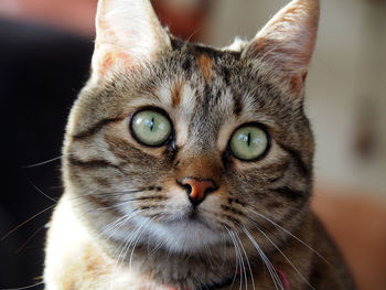 Portrait of a cute tabby cat