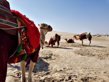 Panoramic view of a camel on desert