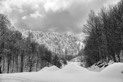 Scenic view of snow covered land and trees against sky