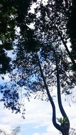 Low angle view of trees against sky