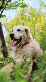 Close-up of dog on field