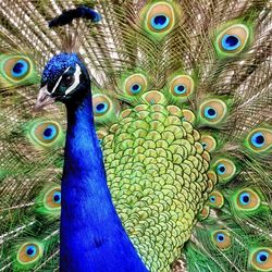 Close-up of colorful peacock