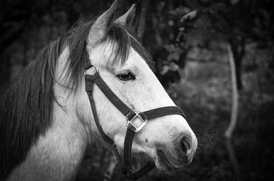 Close-up of horse