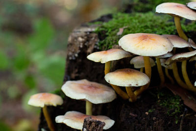 Close-up of mushrooms growing on field